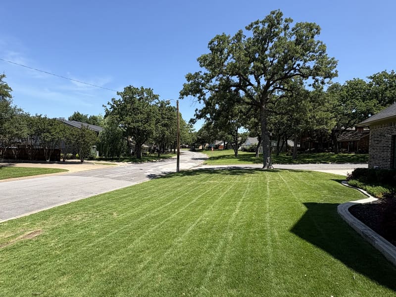 Freshly mowed North Texas lawn with clean mowing stripes under mature trees