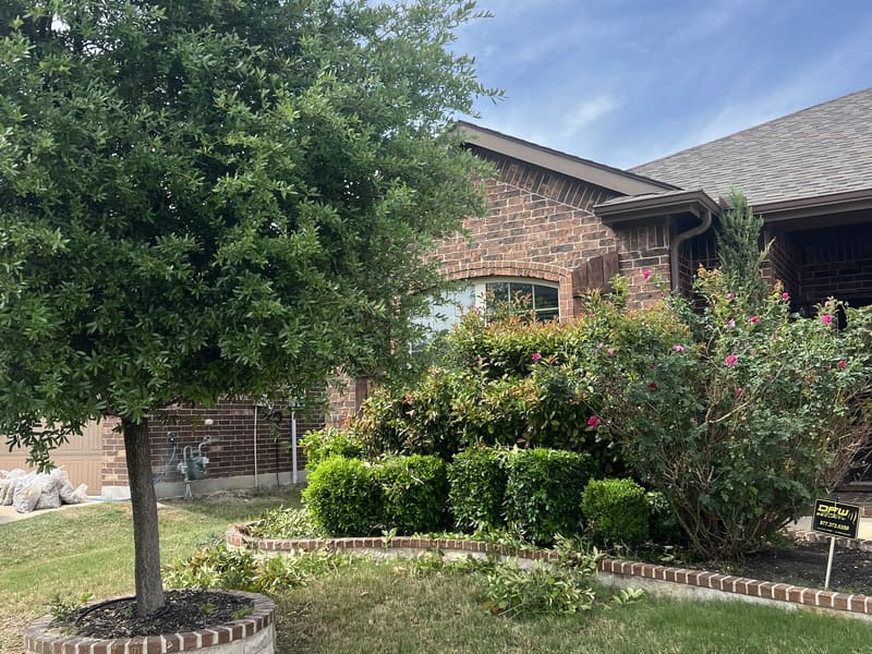 Maintained front yard with trimmed shrubs, tree rings, and clean lawn